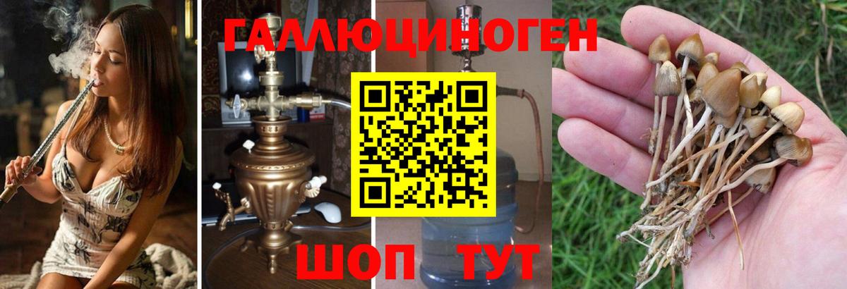 Радужный  Псилоцибиновые грибы GOLDEN TEACHER  Вход с VPN 